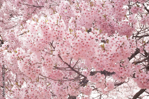 ソメイヨシノ 桜 桜の花 春 日本的