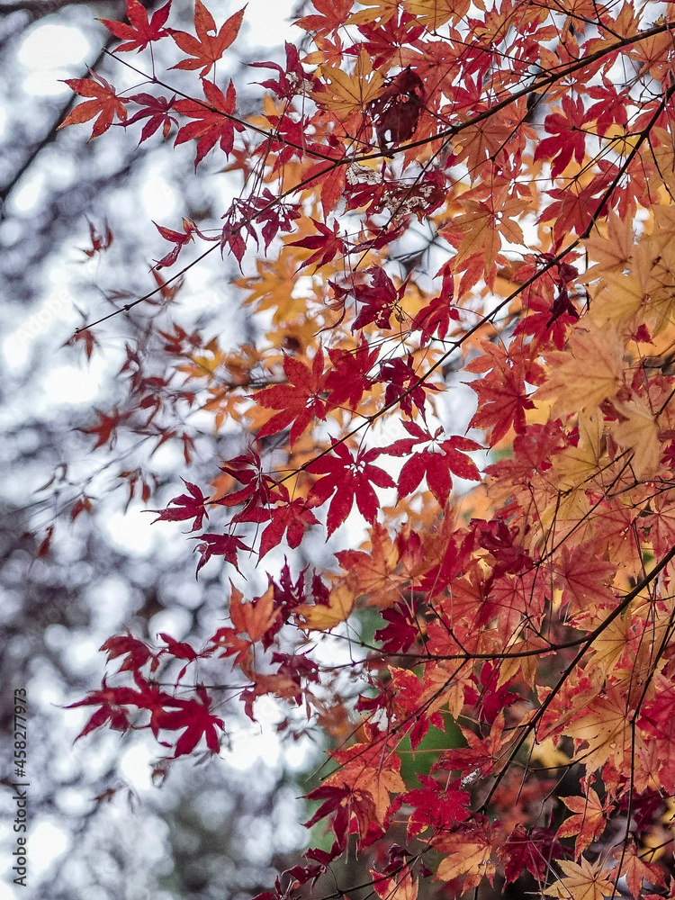 red maple leaves