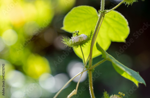 closeup selective focused of Fetid passionflower on branch. fresh green leaves. Scarletfruit or Stinking passionflower. wild pant. photo