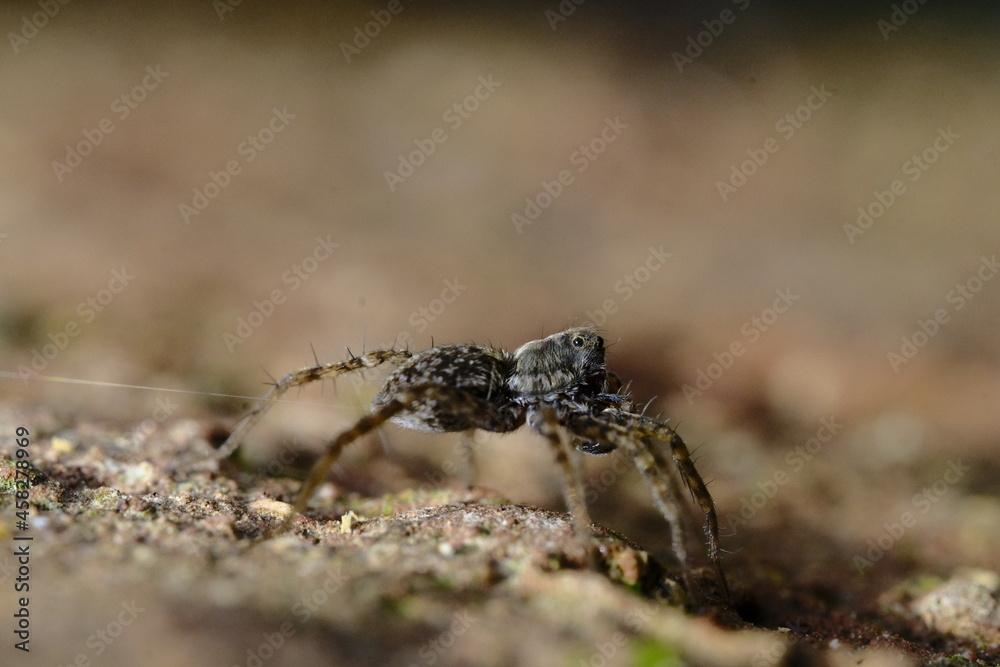 Spider string 1