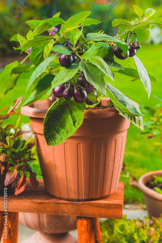 Fototapeta Small eggplants cultivated for container or pot for balcony, patio or terrace