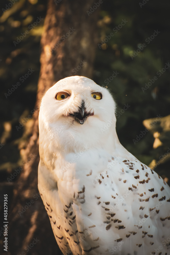 Fototapeta premium Snowy owl portrait