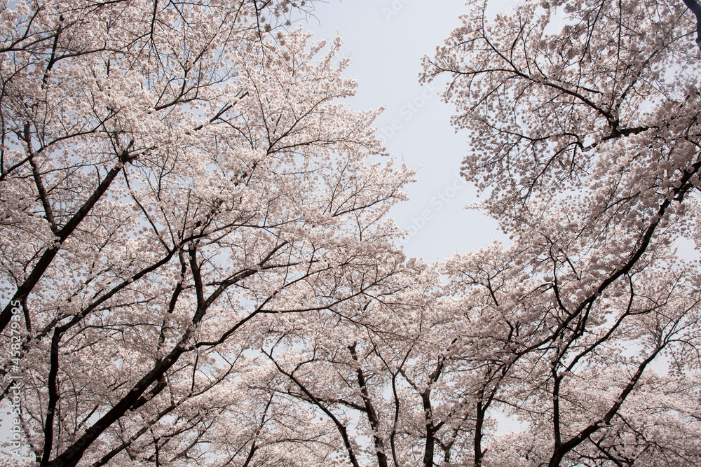 ソメイヨシノ　桜　桜の花　春　日本的