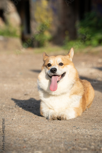 A corgi dog lies with its tongue sticking out on a sunny day