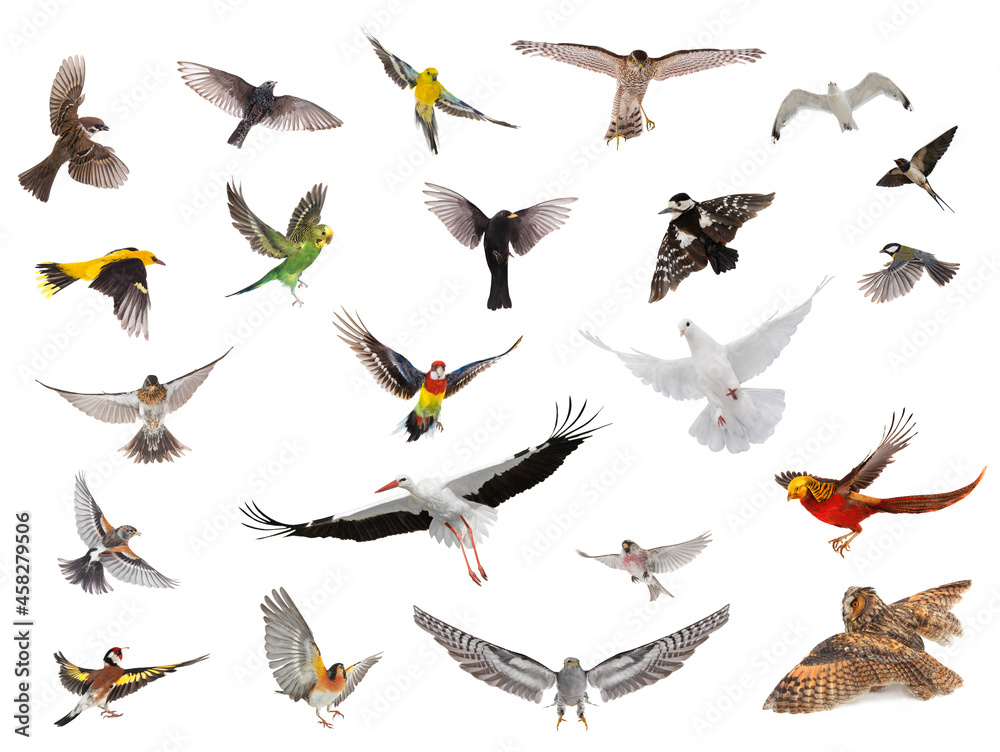 Fototapeta premium group of birds in flight with spread wings isolated on white background