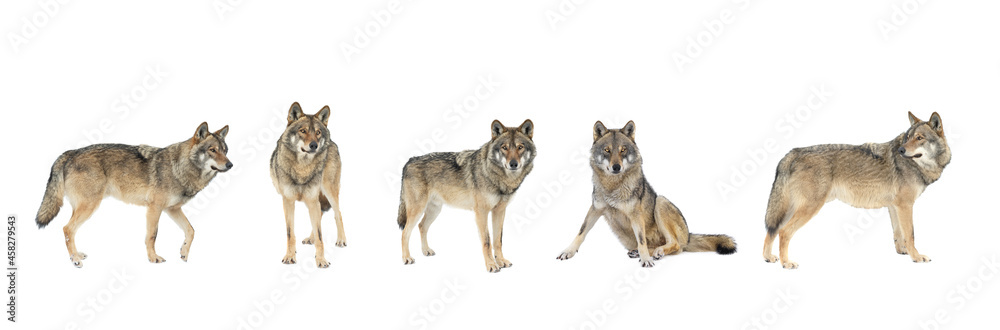  gray wolves isolated on white background - obrazy, fototapety, plakaty 