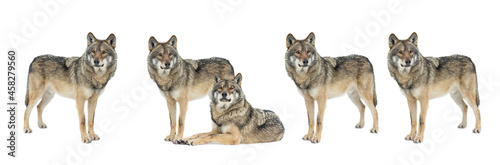  gray wolves isolated on white background