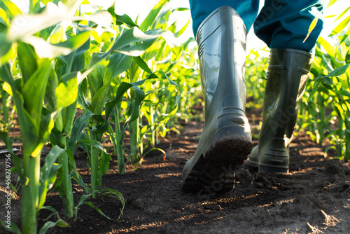 Low angle view at farmer feet in rubber boots walking along maize stalks