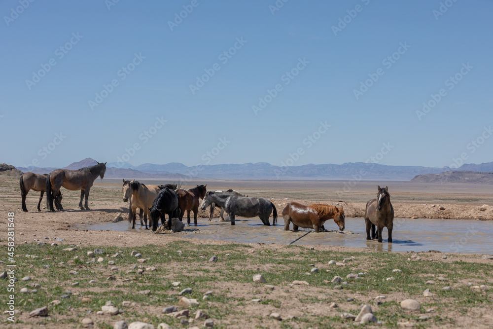 Herd of Wild Horses at a Desert Waterhole in Utah Herd of Wild Horses at a Desert Waterhole in Utah