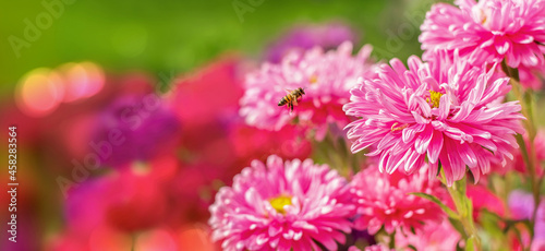 Bee flying towards colorful flowers in the garden