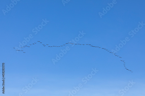 Huge cranes, flying over the Ebro river in November, on their migration to southern Spain or Africa, looking for warmer climates to live in