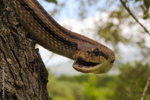 Serpente cervone (Elaphe quatuorlineata) su rami,primo piano con bocca spalancata