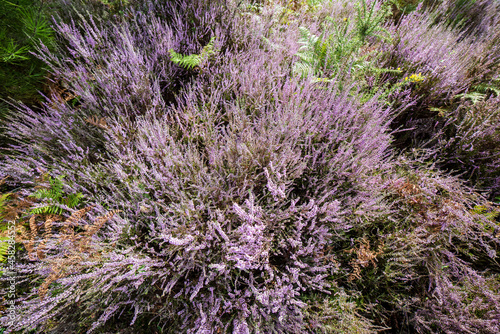 bunch of common heather in bloom