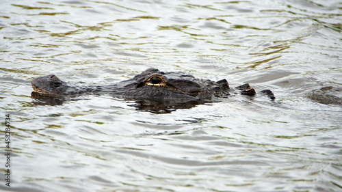 American alligator swimming in a canal in Clewiston, Florida, USA © Angela