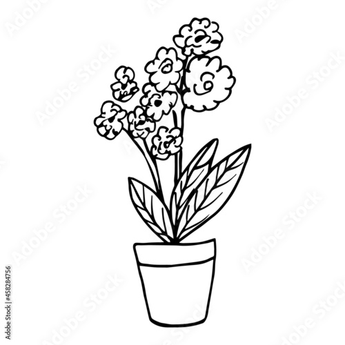 Houseplant in the pot in doodle style. Hand drawn potted plant for home. Hand drawn simple black outline vector illustration in cartoon doodle style, isolated. Home gardening