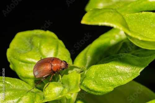 May Beetle (Phyllophaga sp.) photo