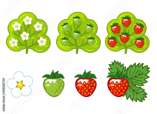 Strawberry. Drawn vector illustration isolated on a white background. Strawberry bush. Stages of strawberry maturation.
