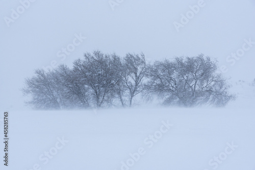 Wallpaper Mural Snowy mountain with trees in blizzard Torontodigital.ca