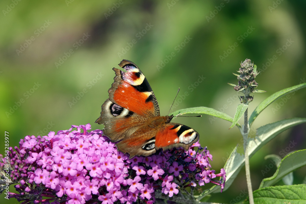 Obraz premium Tagpfauenauge