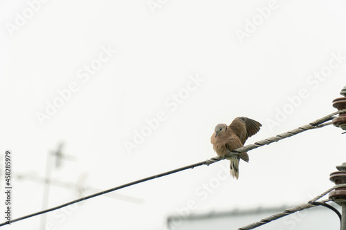 The dove in the city perched on the power line to dry its wings after the rain.