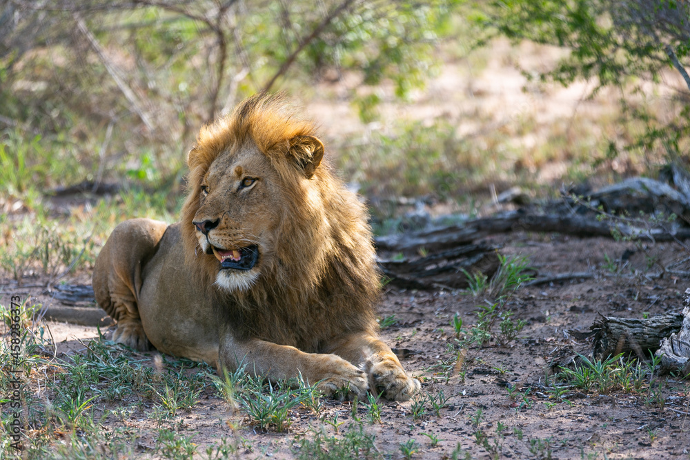 Lion in the bushes. Kruger National Park. Safari in South Africa. Savanna. Natural habitat. Wild animal photography Lion in the bushes. Kruger National Park. Safari in South Africa. Savanna. Natural habitat. Wild animal photography