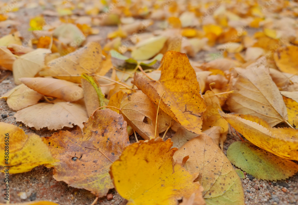 The Autumn leaves close-up. Colorful leaves. Leaves in the fall. The Autumn leaves close-up. Colorful leaves. Leaves in the fall.