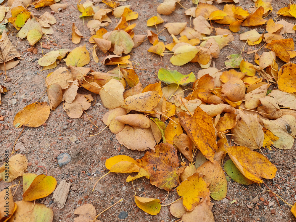 The Autumn leaves close-up. Colorful leaves. Leaves in the fall. The Autumn leaves close-up. Colorful leaves. Leaves in the fall.