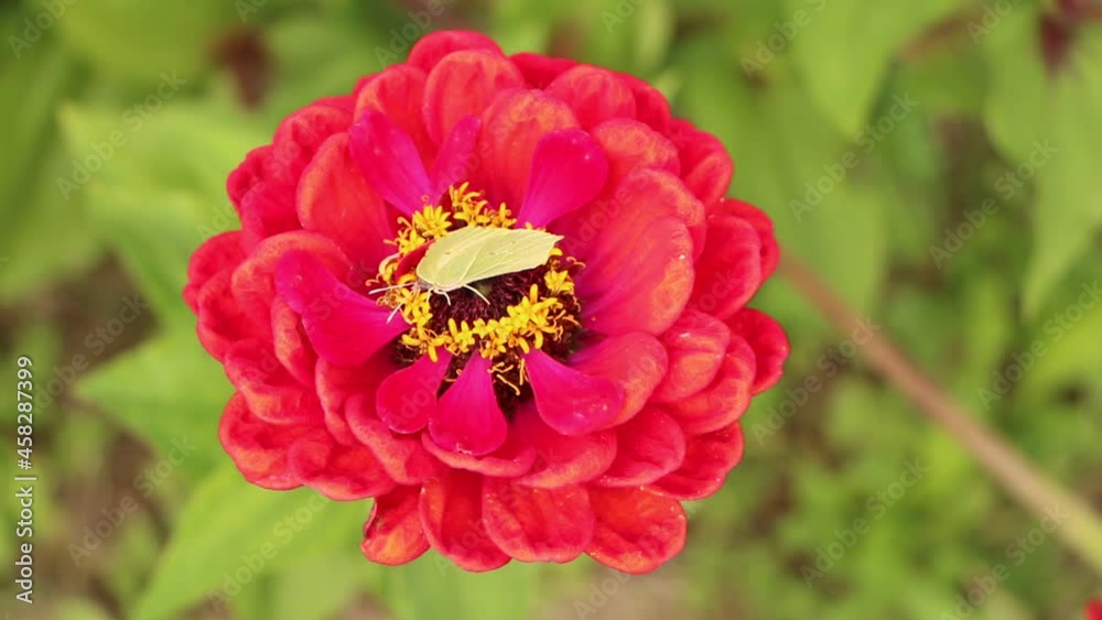 Close-up yellow butterfly on red flower, green background. Close-up yellow butterfly on red flower, green background.