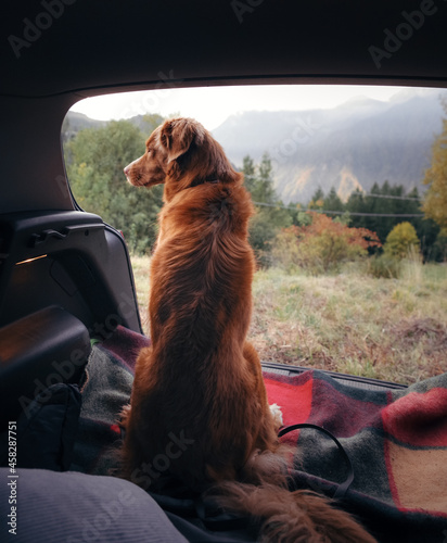 Canvas Print two dogs in the car in the trunk