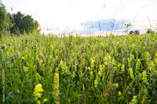 Photos Closeup of a rattles field on the background of bright sunlight