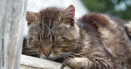 Cat sits on the fence and sleep. Cinema 4K 60fps video, close-up shot photo