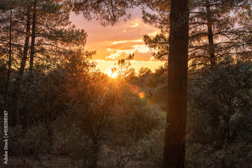 Pine forests of the province of Segovia at sunset  Spain 