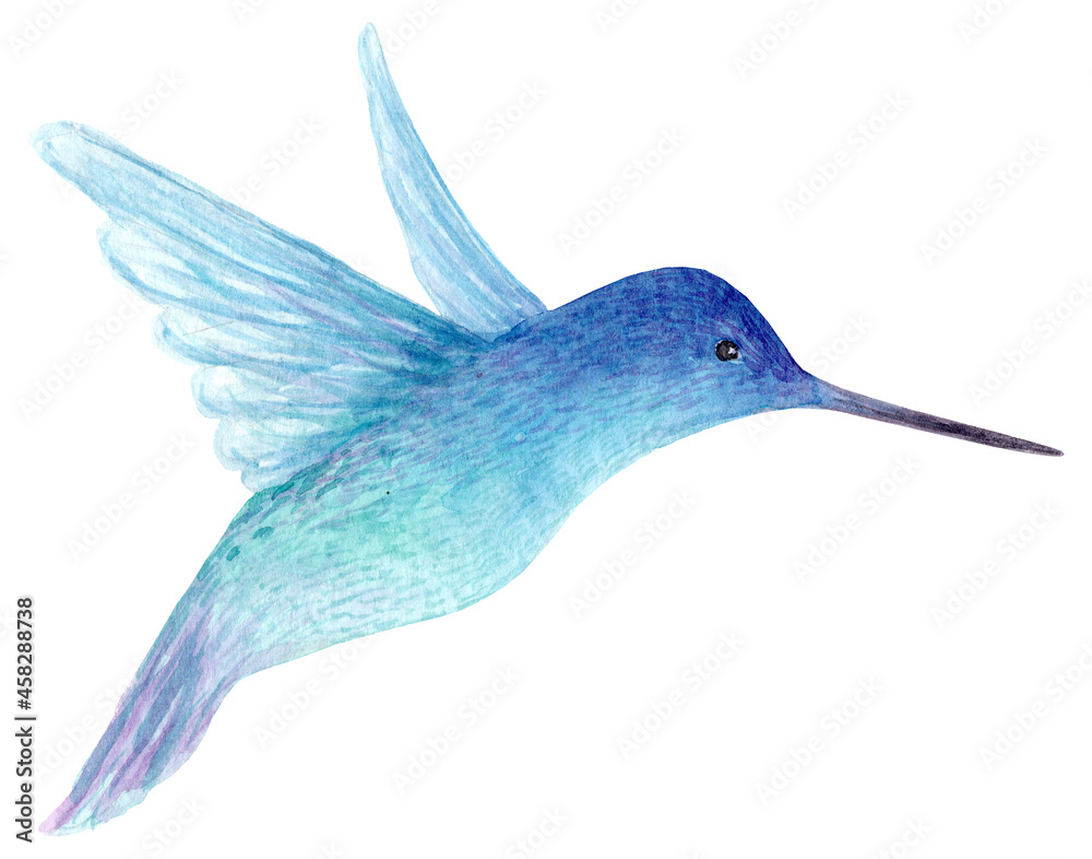 Obraz premium Watercolor bird, colorful tropical Hummingbird.