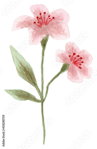 Watercolor flowers isolated on white background.