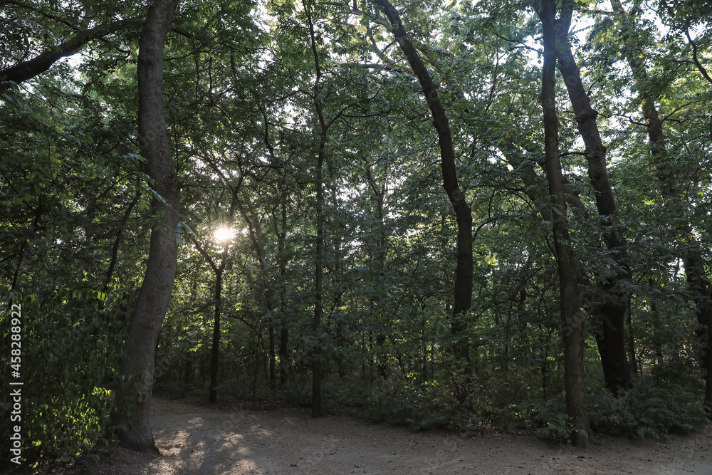 Pathway in park with green trees. Nature reserve Pathway in park with green trees. Nature reserve