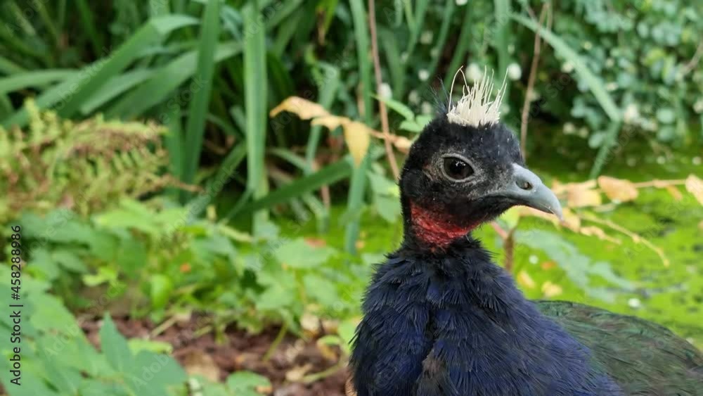 Afropavo congensis - Congo peafowl close up view of head in green background Afropavo congensis - Congo peafowl close up view of head in green background