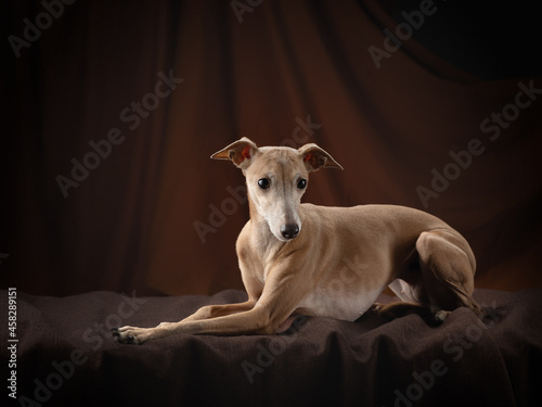 dog on a brown drapery background. graceful Italian greyhound. Studio photos of a pet.