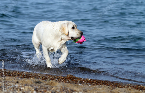 a nice yellow labrador playing at the seashore