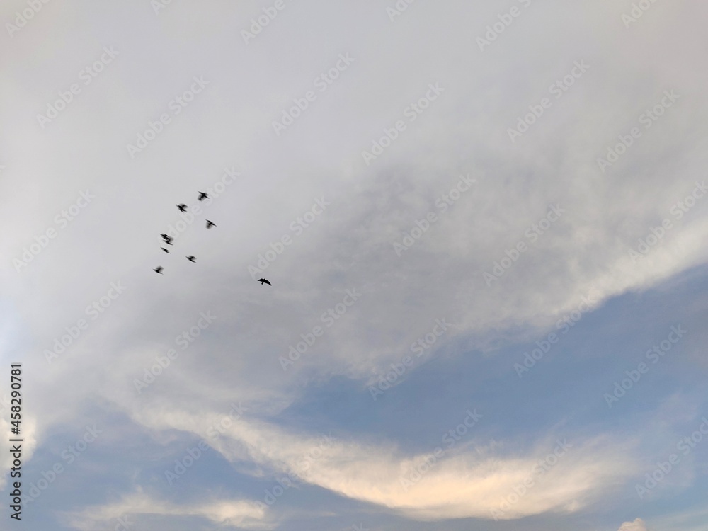 Crowds of birds are flying in the sky. Crowds of birds are flying in the sky.