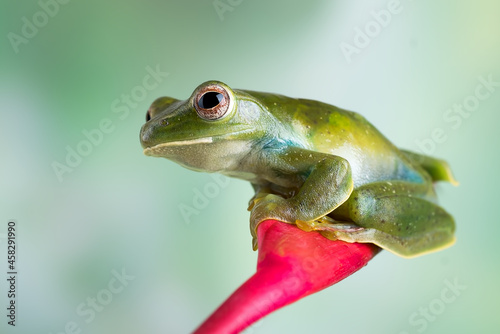 Malayan tree frog perched on a red flower
