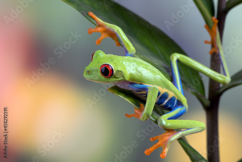 Red-eyed tree frog perched on the tree