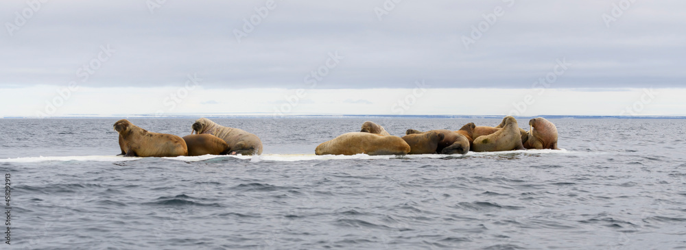 Εκτύπωση καμβά Group of walrus resting on ice floe in Arctic sea.