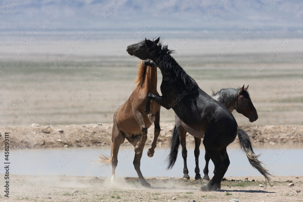 Wild Horse Stallions Fighting in the Utah Desert Wild Horse Stallions Fighting in the Utah Desert