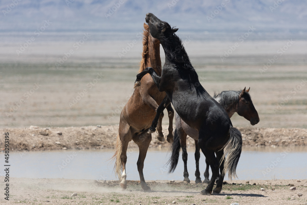 Wild Horse Stallions Fighting in the Utah Desert Wild Horse Stallions Fighting in the Utah Desert