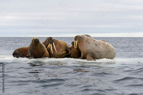 Group of walrus resting on ice floe in Arctic sea.