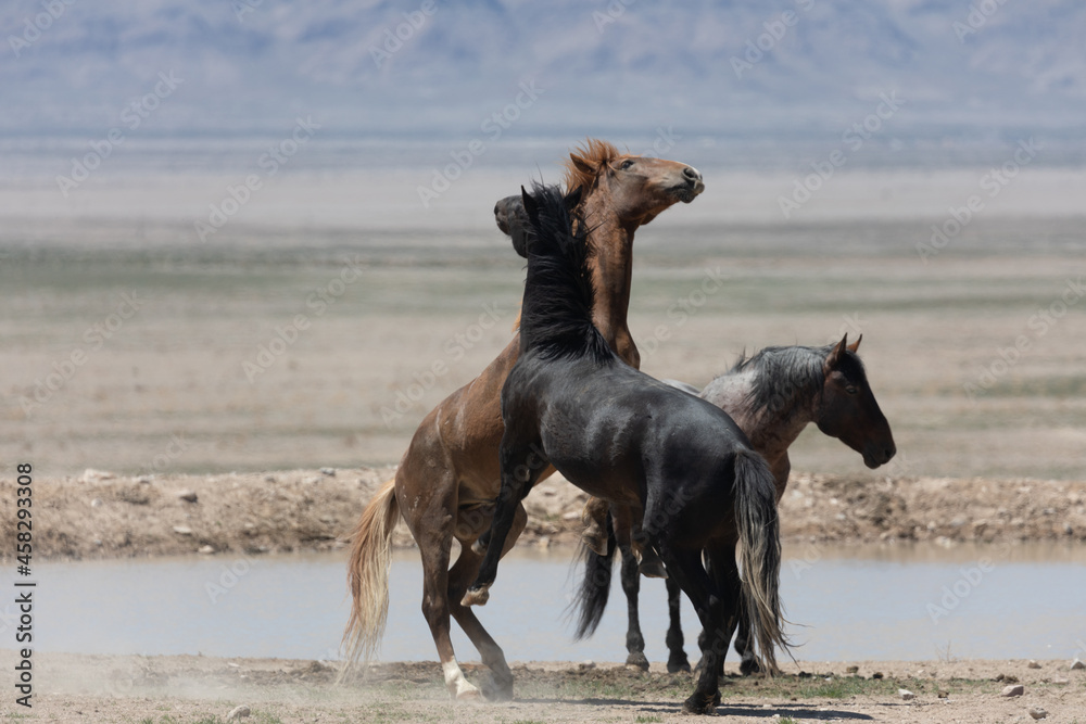 Wild Horse Stallions Fighting in the Utah Desert Wild Horse Stallions Fighting in the Utah Desert