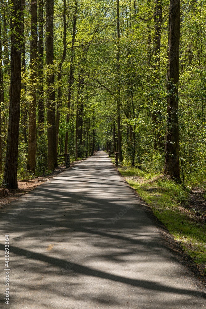Beautiful greenway with paved path running straight through a wooded area, sunlight and shadows, North Augusta South Carolina, vertical aspect Beautiful greenway with paved path running straight through a wooded area, sunlight and shadows, North Augusta South Carolina, vertical aspect
