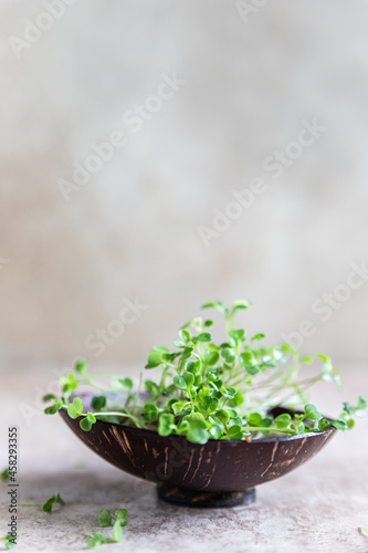 Close up of arugula microgreen. Organic superfood concept. Healthy lifestyle.
