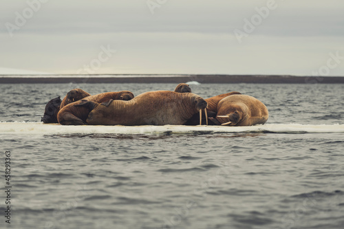 Walrus family lying on the ice floe. Arctic landscape.