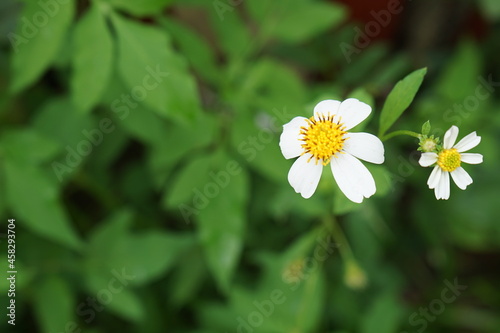 small white flowers five-pointed